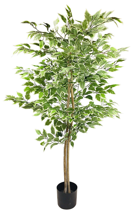 Ficus Tree With Variegation Leaves